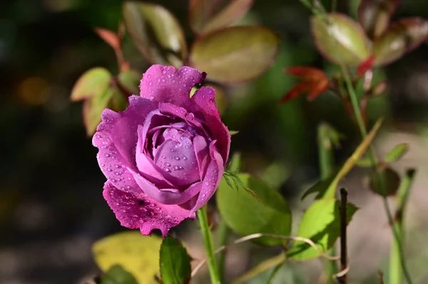 Beautiful Rose Growing Garden Sunny Day — Stock Photo, Image