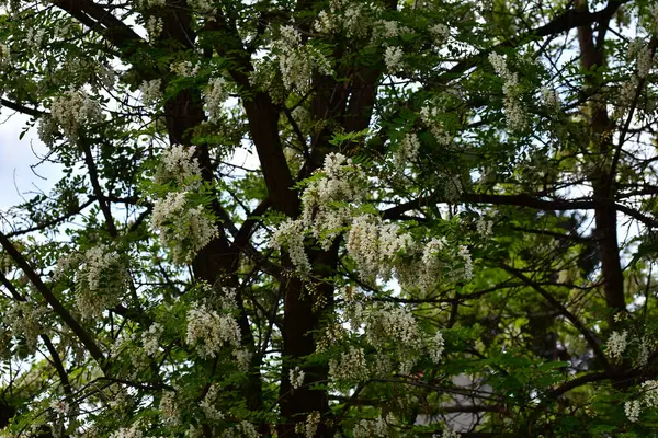 Çiçekli ağaç dalları, güzel çiçekler, yakın plan, bahar konsepti.  