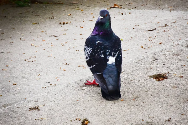 Küçük Sevimli Güvercin Dışarıda Oturuyor Yakın Görüş — Stok fotoğraf