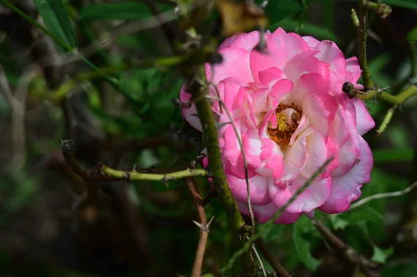 Bela Rosa Crescendo Jardim Dia Ensolarado — Fotografia de Stock