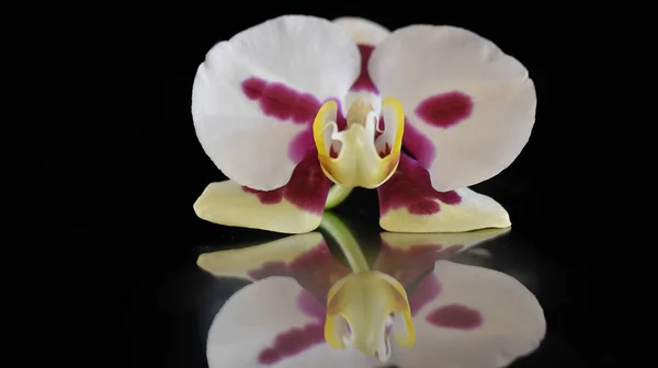 Hermosa Flor Orquídea Sobre Fondo Oscuro Concepto Verano Vista Cercana — Foto de Stock