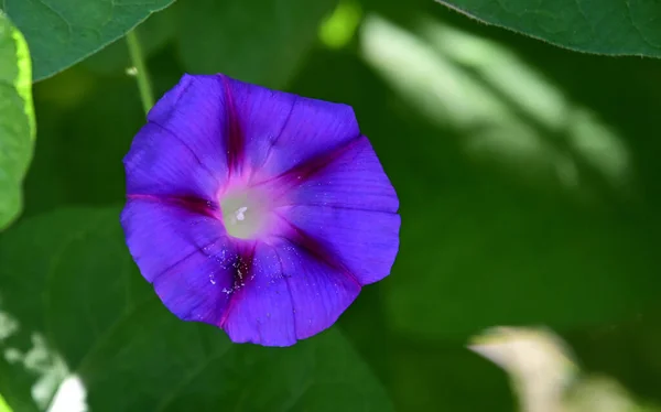 Vacker Morgon Ära Blomma Växer Trädgården Sommaren Solig Dag — Stockfoto