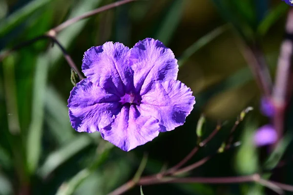 Hermosa Flor Que Crece Jardín Día Soleado — Foto de Stock