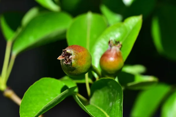 Poirier Aux Fruits Verts Non Mûrs Gros Plan Concept Printemps — Photo