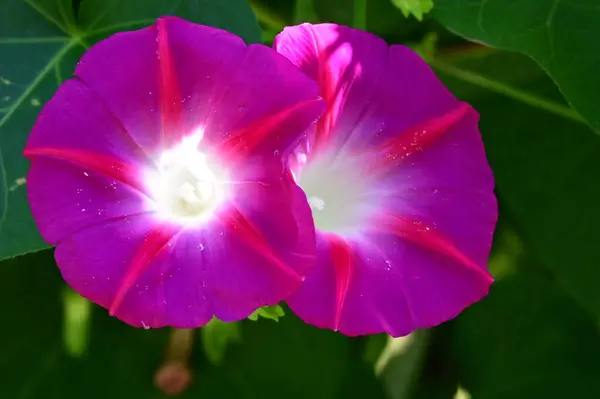 Hermosas Flores Gloria Mañana Creciendo Jardín Verano Día Soleado — Foto de Stock