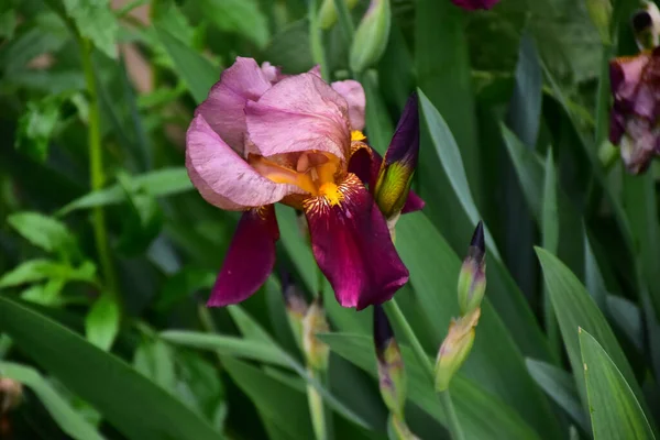 Beaux Iris Poussant Dans Jardin Journée Ensoleillée Été — Photo