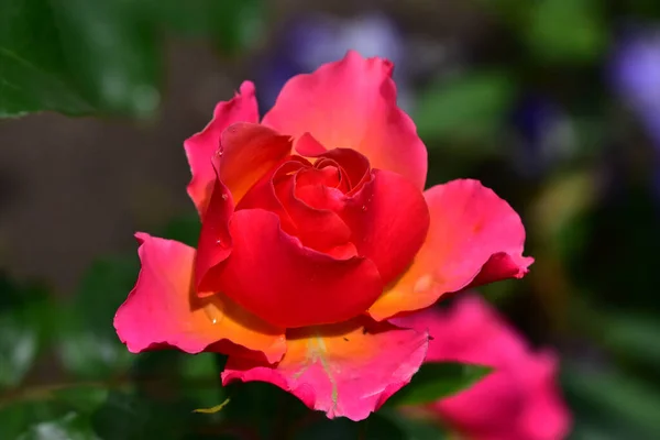 Όμορφο Τριαντάφυλλο Λουλούδι Αυξάνεται Στον Κήπο Την Ηλιόλουστη Μέρα — Φωτογραφία Αρχείου