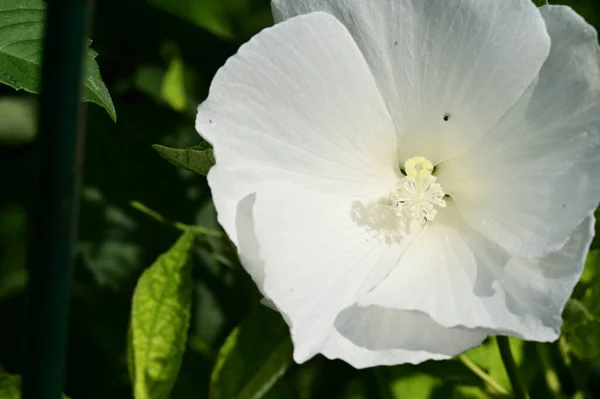 Hermosa Flor Gloria Mañana Creciendo Jardín Verano Día Soleado —  Fotos de Stock