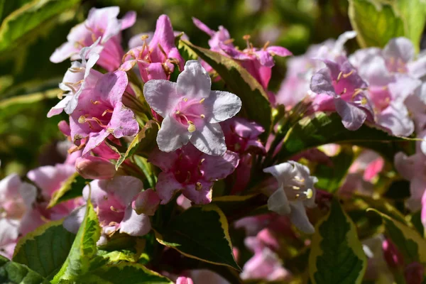 Bellissimi Fiori Che Crescono Giardino Nella Giornata Sole — Foto Stock