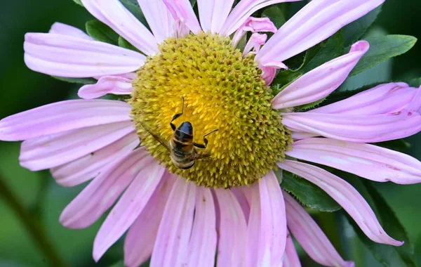 Bij Mooie Bloem Groeien Tuin Zonnige Dag — Stockfoto