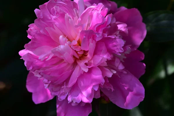 Belle Fleur Pivoine Poussant Dans Jardin Journée Ensoleillée Été — Photo