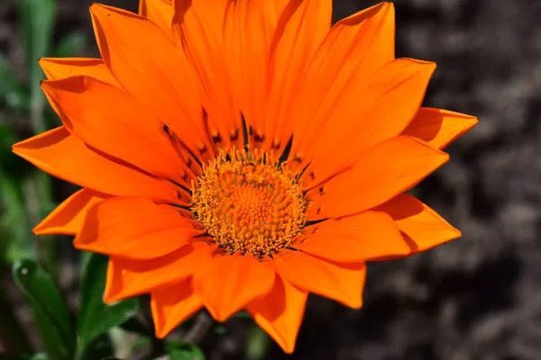 Bellissimo Fiore Che Cresce Giardino Nella Giornata Sole — Foto Stock