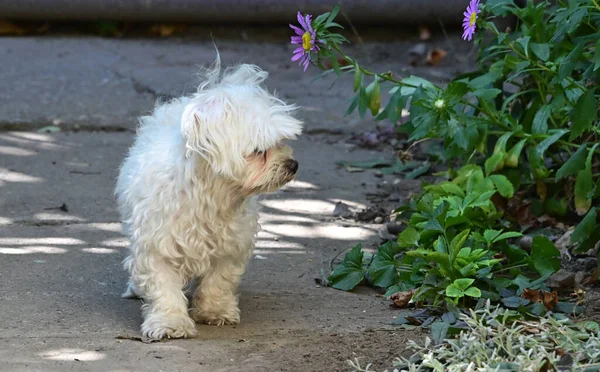 Милая Собака Весело Проводит Время Свежем Воздухе Летний День — стоковое фото
