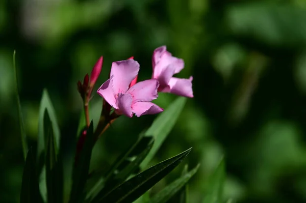 Mooie Bloemen Groeien Tuin Zonnige Dag — Stockfoto