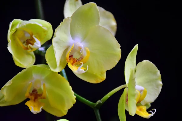 Flores Bonitas Orchid Fundo Escuro Conceito Verão Vista Próxima — Fotografia de Stock