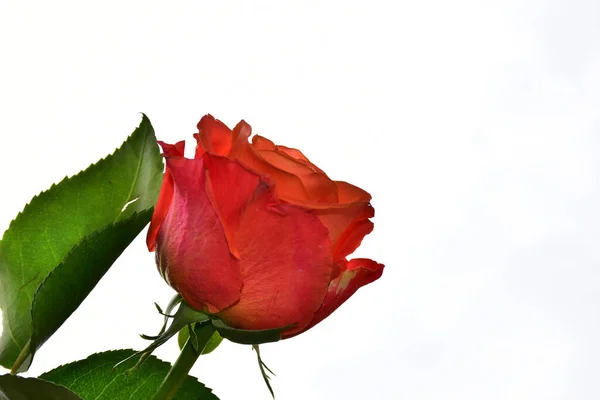 Bela Rosa Flor Fundo Céu Conceito Verão Vista Perto — Fotografia de Stock