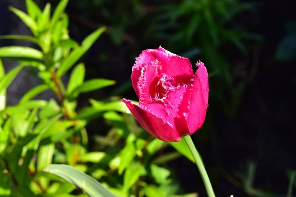 Bellissimo Fiore Tulipano Che Cresce Giardino Nella Giornata Sole — Foto Stock