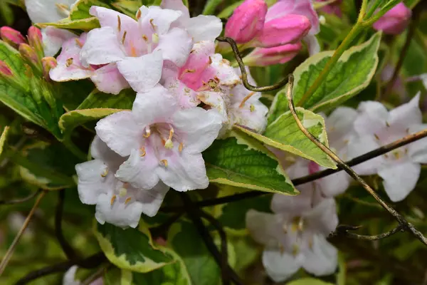 Bellissimi Fiori Che Crescono Giardino Nella Giornata Sole — Foto Stock