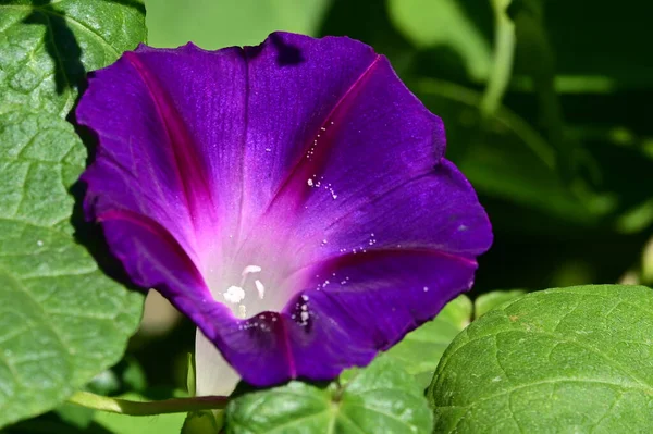 Bela Flor Glória Manhã Crescendo Jardim Dia Ensolarado Verão — Fotografia de Stock
