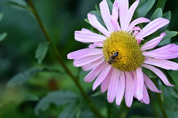 Пчела Красивом Цветке Растущем Саду Солнечный День — стоковое фото