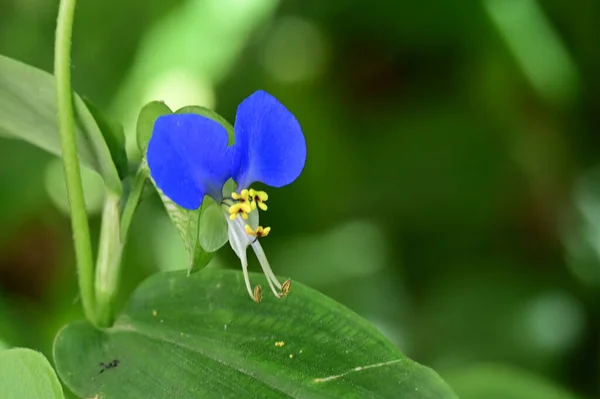 Hermosa Flor Que Crece Jardín Día Soleado — Foto de Stock