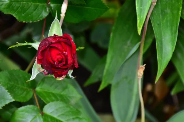 Hermosa Flor Rosa Creciendo Jardín Día Soleado — Foto de Stock