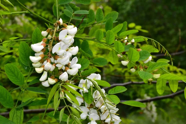 Blooming Tree Branches Beautiful Flowers Close Spring Concept — Stock Photo, Image