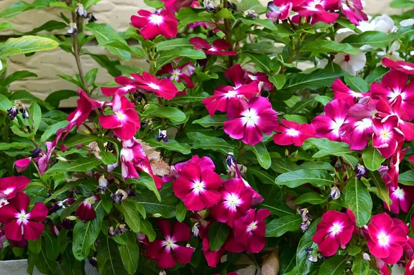 Hermosas Flores Que Crecen Jardín Día Soleado — Foto de Stock