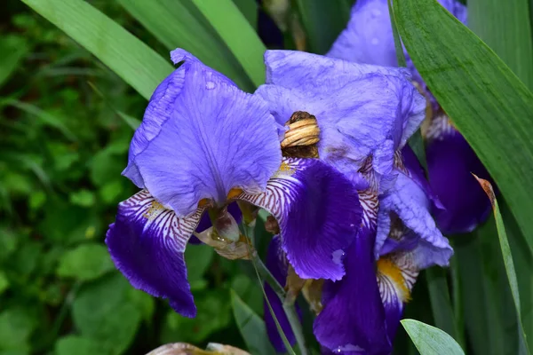 Güneşli Yaz Gününde Bahçede Büyüyen Güzel Irisler — Stok fotoğraf