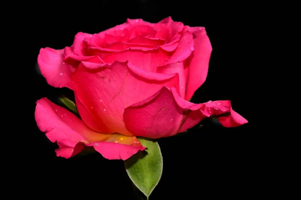 Mooie Roos Bloem Groeien Tuin Zonnige Dag — Stockfoto