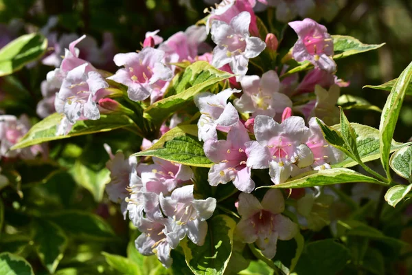 Bellissimi Fiori Che Crescono Giardino Nella Giornata Sole — Foto Stock