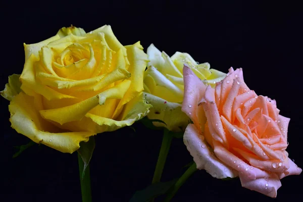 Rosas Bonitas Fundo Escuro Conceito Verão Vista Próxima — Fotografia de Stock