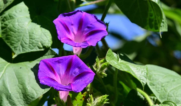 Beautiful Morning Glory Flowers Growing Garden Summer Sunny Day — стоковое фото