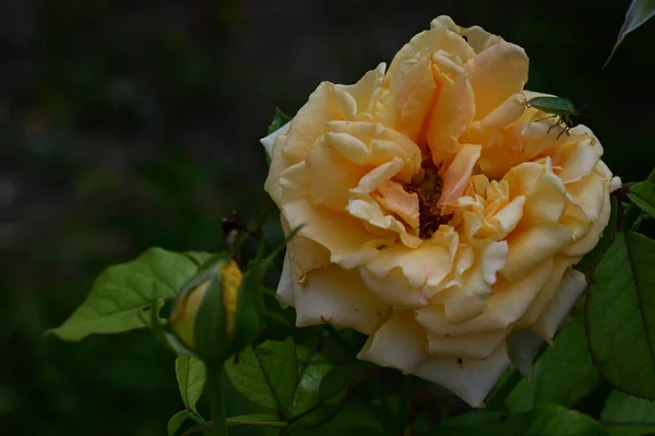 Insecto Verde Hermosa Rosa Creciendo Jardín Día Soleado — Foto de Stock