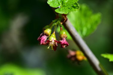 Bektaşi üzümlü çalı, yakın görüş, yaz konsepti 