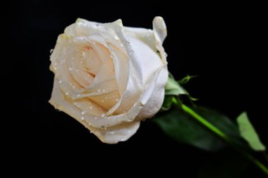 Koyu arkaplanda güzel bir gül, yaz konsepti, yakın görüş  