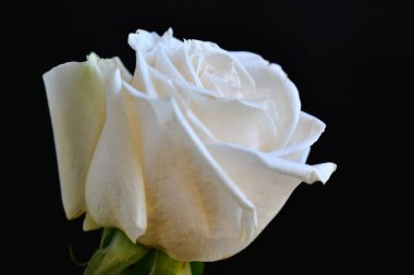 Koyu arkaplanda güzel bir gül, yaz konsepti, yakın görüş  