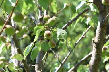 Açık havada yetişen olgunlaşmamış kayısıları olan ağaç, yaz konsepti, yakın görüş.  