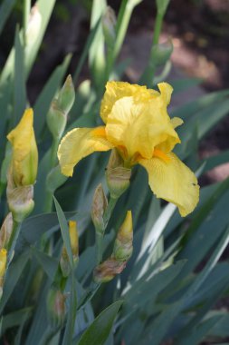 Güneşli yaz gününde bahçede büyüyen güzel irisler 