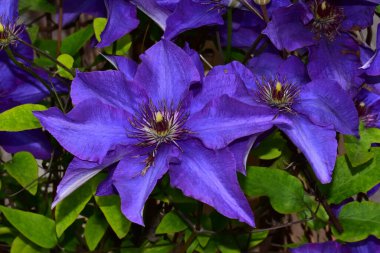 Güzel Clematis çiçekleri koyu arka planda, yaz konsepti, yakın görüş  