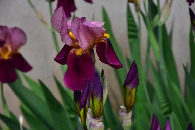 Güneşli yaz gününde bahçede büyüyen güzel irisler 