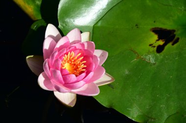 Güzel çiçek açan nilüfer çiçekleri yaz günü gölette büyür. 