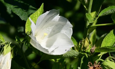 Güneşli bir günde bahçede büyüyen güzel çiçekler. 