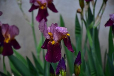 Güneşli yaz gününde bahçede büyüyen güzel irisler 