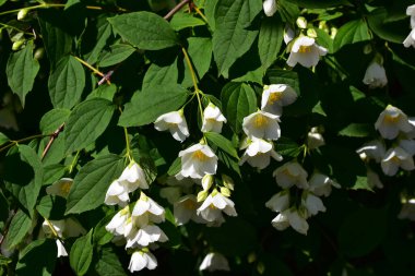 Yasemin çiçeği açan ağaç dalları, güzel çiçekler, yakın plan, bahar konsepti  