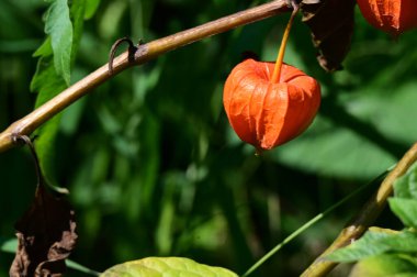 Güneşli yaz gününde bahçede yetişen güzel çiçekler. 
