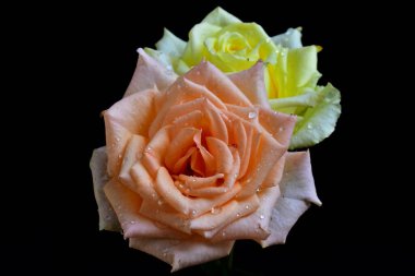 Koyu arkaplanda güzel güller, yaz konsepti, yakın manzara  