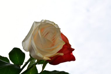 Gökyüzü arka planında güzel güller, yaz konsepti, yakın manzara  