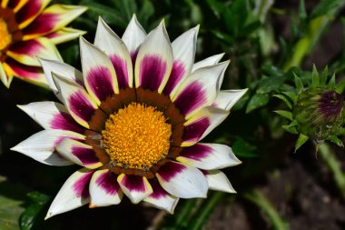 Güneşli bir günde bahçede büyüyen güzel çiçekler. 