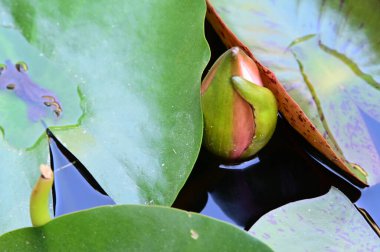 Güzel çiçek açan nilüfer çiçekleri yaz günü gölette büyür. 